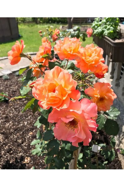 Роза Вестерленд – пышные соцветия оранжевых цветов с розовым оттенком.